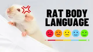 Understand Pet Rat Body Language