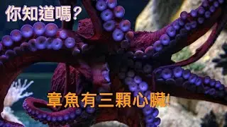 章鱼真的有三颗心脏吗？太神奇了！