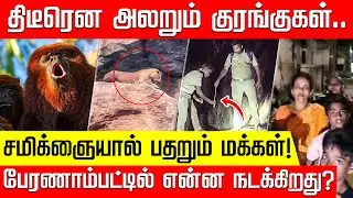 திடீரென அலறும் குரங்குகள்.. சமிக்ஞையால் பதறும் மக்கள்! பேரணாம்பட்டில் என்ன நடக்கிறது?
