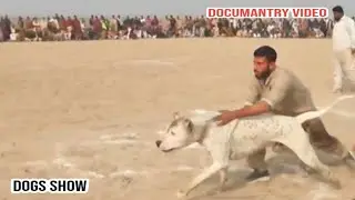 top class 4 champion bully dogs | biggest heavy body bully dogs | bully gultair dogs | sial daily