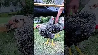 🐓BigBo's Backyard (Chicken Chronicles)🐔 #BackyardChickens #Petchickens #UrbanHomestead #ChickenLife