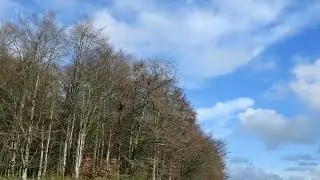 Song Thrush Duet