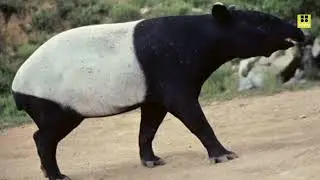 The Malayan tapir (Tapirus indicus) is a unique and fascinating animal |Malayan tapir sounds