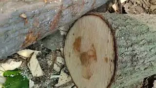 Poplar tree harvesting & farm rate