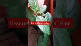 A rescued Banayan Tree #rescued #banyan_tree #bonsai