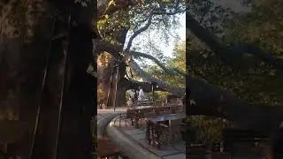 Visite La Platane historique d'İnkaya , Bursa  Turquie