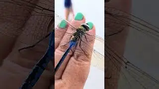 Beautiful green darner dragonfly on hand Playa del Carmen Mexico insect life #nature #insects #wild