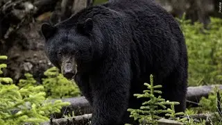 NC Wildlife Resources Commission warns residents of seasonal rise in black bear sightings