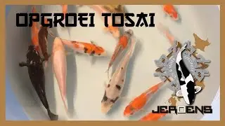 OPGROEI TOSAI  EN DIERENDAG ACTIE!!!!