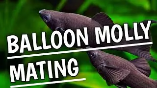 How to tell if a balloon molly is mating | Know if my mollies are mating .