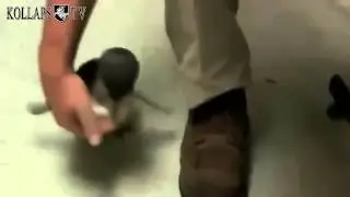 Пингвин любит щекотку  Penguin loves tickling