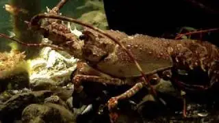 Galway Atlantaquaria