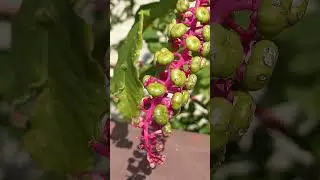 Phytolacca americana  - Pokeweed - Szkarłatka amerykańska 🌿 #nature #plants #vlog