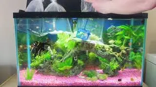 How to Add New Fish to Aquariums