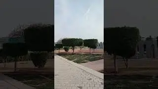 Цилиндрические деревья. Zabeel park в Дубае. #дубай  #жизньматематика  #zabeelpark  #жизньбиолога