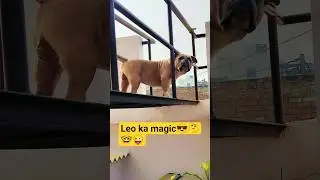 #funny #comedy #fun #dog #family #funnypet 🤓😎🤪🤔😜