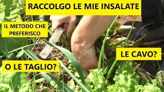 😱 Come RACCOGLIERE LE INSALATE per NON PIANTARLE DI NUOVO! 😱 | Tutorial Agricoltura
