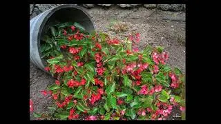 Spilled Flower Pot | Landscape Design Ideas