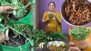 మనమిద్దె తోటలో కూరగాయలు కోసుకుందాం కొబ్బరి చిప్పలో మెంతికూర