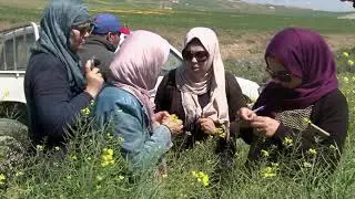 زراعة السلجم الزيتي