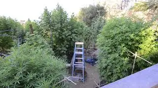 2017 outdoor gorw norcal