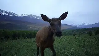 Summer Trailcam pickup 06/23/2024