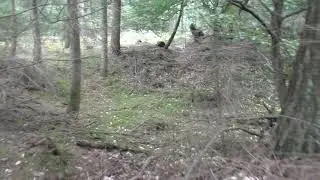 Bomkrater in het Bos