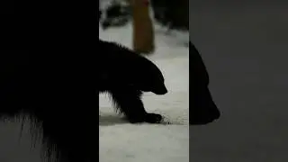 Wolverine walking at night #shorts #ytshorts #shortsvideo #youtubeshorts