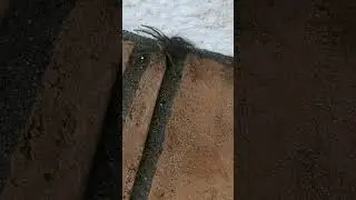 Spinnenbabies!