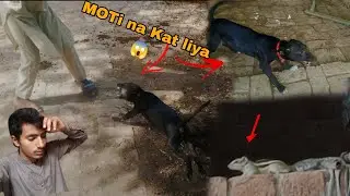 MOTi na Kat liya 😱 very Dangerous bully Dog Haider Shok vlog#viralvideo #youtube
