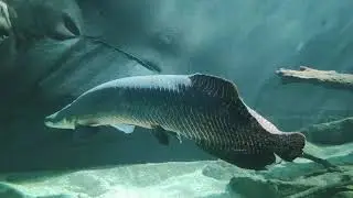 Aquarium Arapaima Pirarucu Paiche Zoo Sch&ouml;nbrunn Vienna Visit Big Red Fish New Xiaomi Mi Test