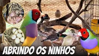 Mostrando todos os ninhos dos diamantes de gould