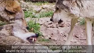 Wolf pack - submission - hierarchy  Dominanzverhalten Wölfe, loups, オオカミ