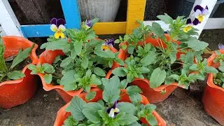 How to grow pansy plant form seeds on rooftop garden🏡!! solankis garden