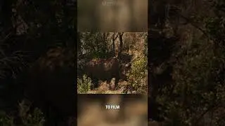 First wild Black Rhino birth filmed!