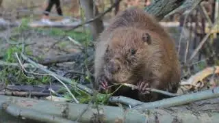 Discovering the Secret Life of Mountain Beavers