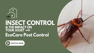 Insect Control & The Impact On Your Asset With EcoCare Pest Control
