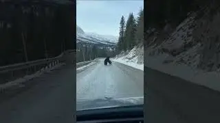 Wild Dashcam SHOCKER: Boar vs Black Bear ROAD RAGE on Mountain Cliff! 🐗🐻💥 #naturefails