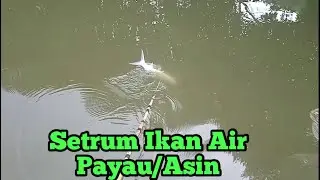 Setrum Ikan Khusus laut/Muara Air Asin