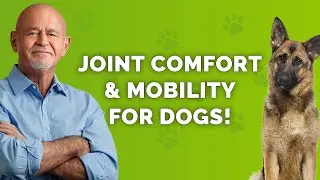 Pets need curcumin, too!