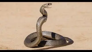 The Haha Men - Snakes in Genesis