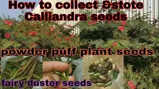 How to collect & store fairy Duster plant seeds|Calliandra eriophylla&nbsp;seeds|powder puff plant seeds|