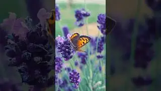 Butterfly 🦋 #butterfly #nature #lavender #shorts #videoshort #shortvideo #amazing #wonderful #macro