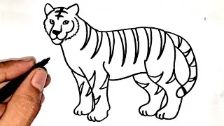 How to draw tiger step by step. Tiger drawing for beginning.