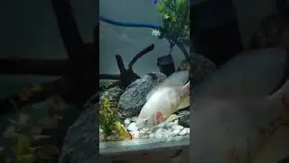 Albino oscar fish reaction to plastic toy fish