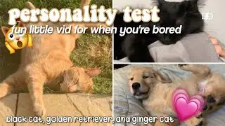 😼a little *PERSONALITY TEST*⭐(golden retriever, black cat, & ginger cat)💗 +results ˗ˏˋ꒰ 🐹 ꒱ mayee ♡