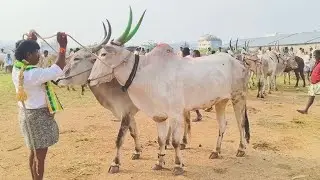 Big size dheshiya Seema bull's video | Adoni friday Bull's Market video's 