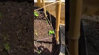 Cheap and Easy Trellis for peas and beans
