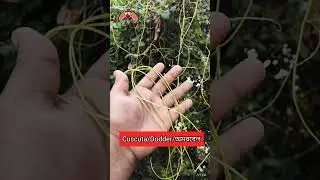 Parasitic Plant..