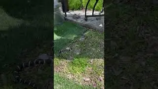 California king snake